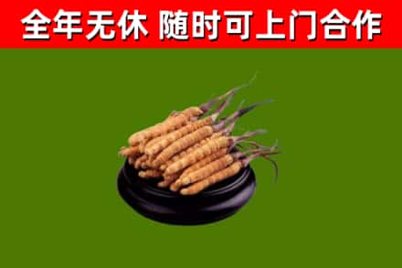 陆丰回收冬虫夏草